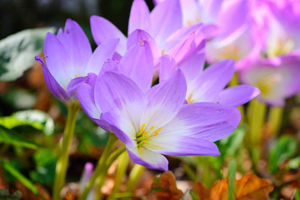istock Nice dewy flowers in the autumn (Colchicum autumnale) 1059510116