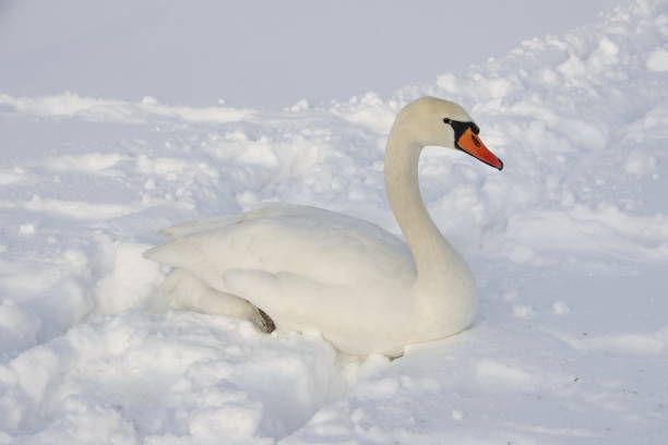 istock Swan sitting in deep snow 1059512566