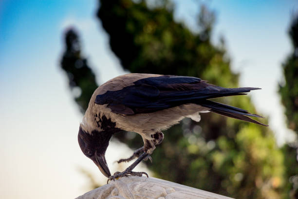 istock The Hooded Crow Corvus cornix in the crow genus 1059512740