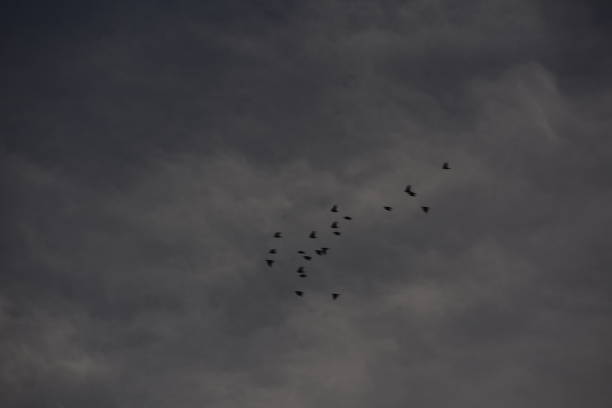 istock A flock of birds in the sky 1059513232
