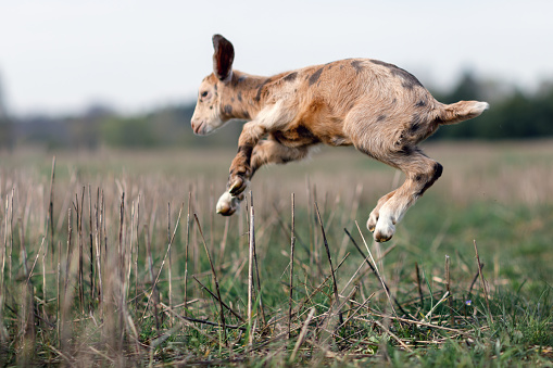 Goat acrobatic leap in the meadow