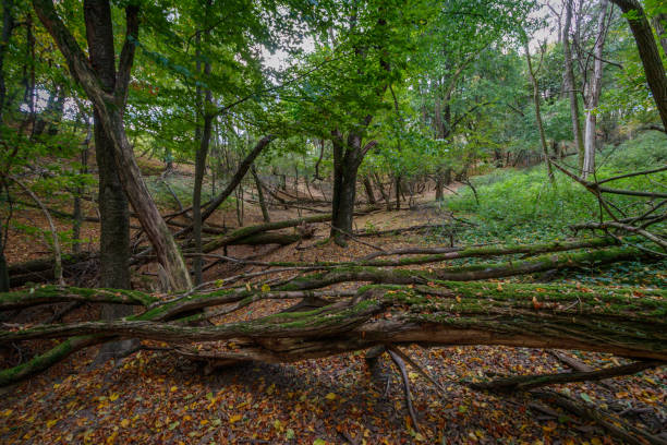 forest in bakony, hungary - forest fern glade copse imagens e fotografias de stock