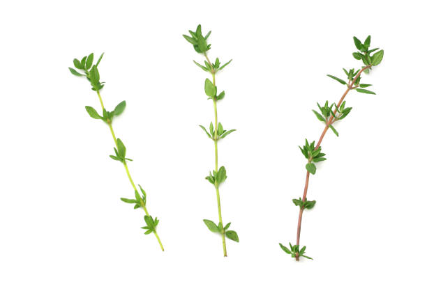 istock Thyme bunch isolated on white background close up 1059513520