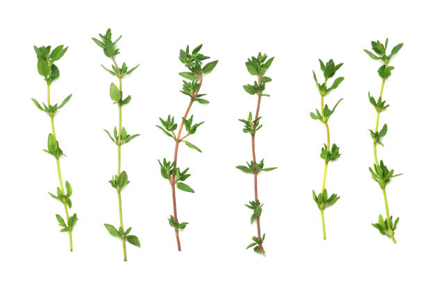 istock Thyme bunch isolated on white background close up 1059513522
