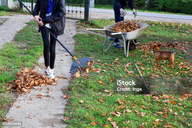 Teen Boy And Girl Raking Dry Autumn Leaves Stock Photo - Download Image Now - Yard - Grounds, Rake, Teenager