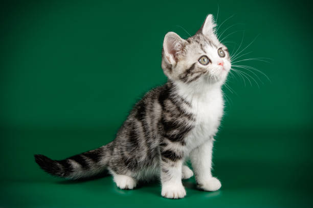 istock American shorthair cat on colored backgrounds 1059513812