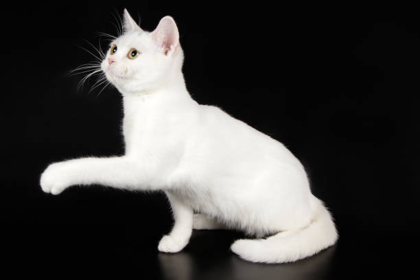 istock American shorthair cat on colored backgrounds 1059513990