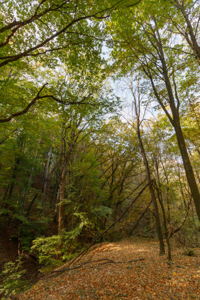 forest in bakony, hungary - forest fern glade copse imagens e fotografias de stock