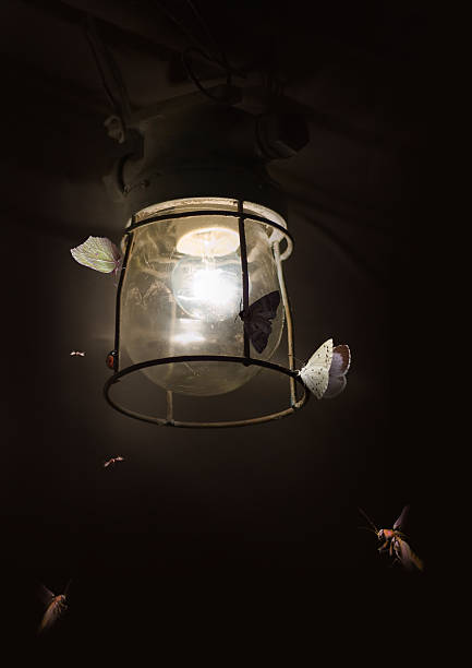 istock Butterflies and old lamp 105951419