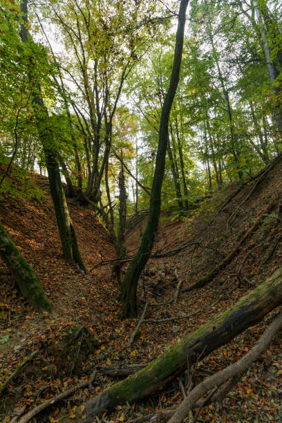 forest in bakony, hungary - forest fern glade copse imagens e fotografias de stock