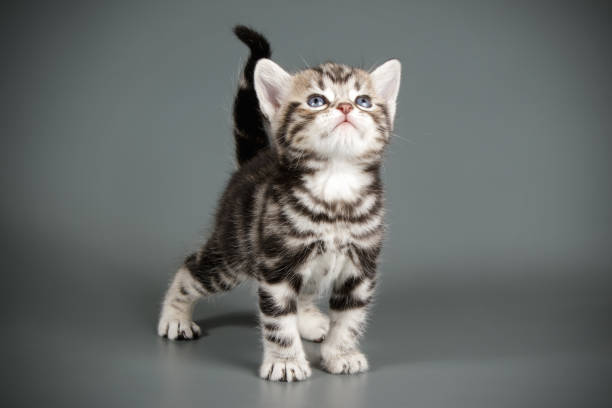 istock American shorthair cat on colored backgrounds 1059514238