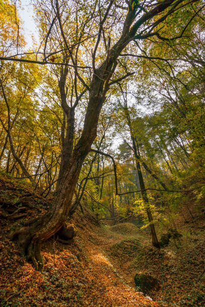 forest in bakony, hungary - forest fern glade copse imagens e fotografias de stock