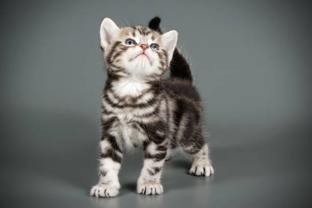 istock American shorthair cat on colored backgrounds 1059514398