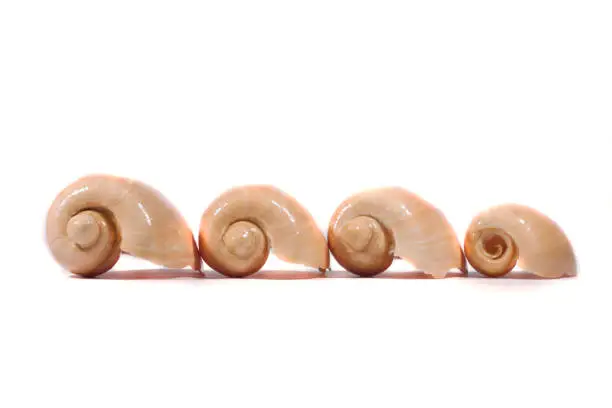 Close view detail of a group of different snailshells isolated on a white background.