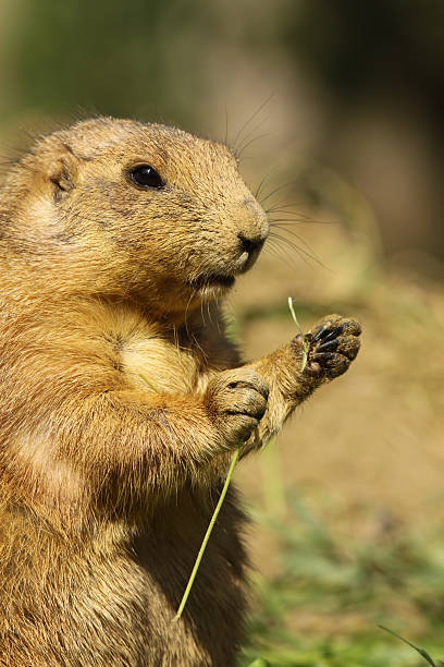 istock Close up of a prairie dog 105951625