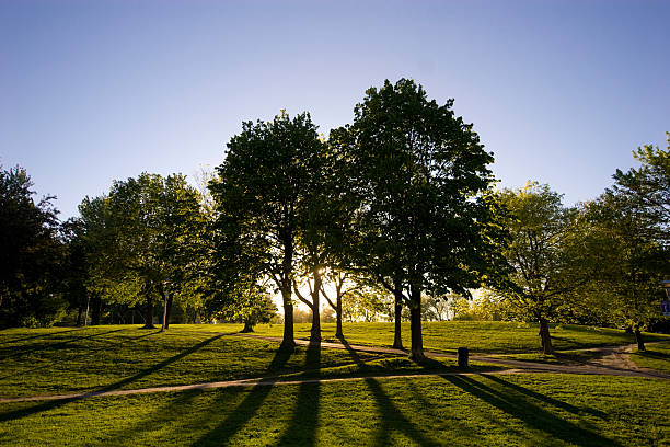 Trees casting shadows stock photo