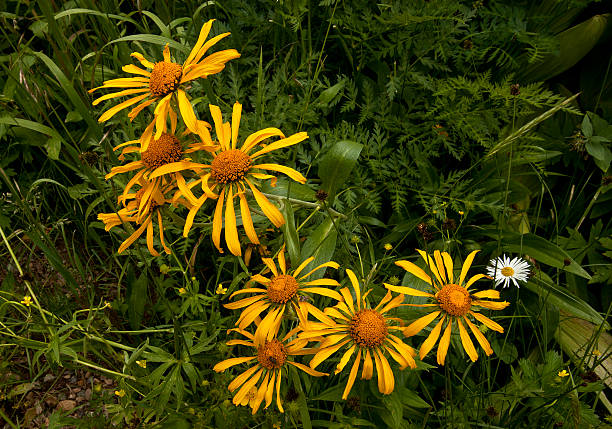 colorado fiori selvatici in riva di carbone - coal bank pass foto e immagini stock