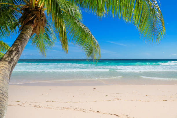 istock Sandy beach with palm and turquoise sea 1059523420