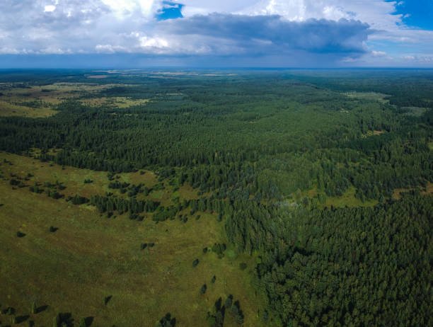 istock Huge forest from the height of summer 1059523490