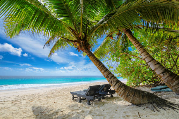 Beach chairs on sandy beach with palm and turquoise sea.