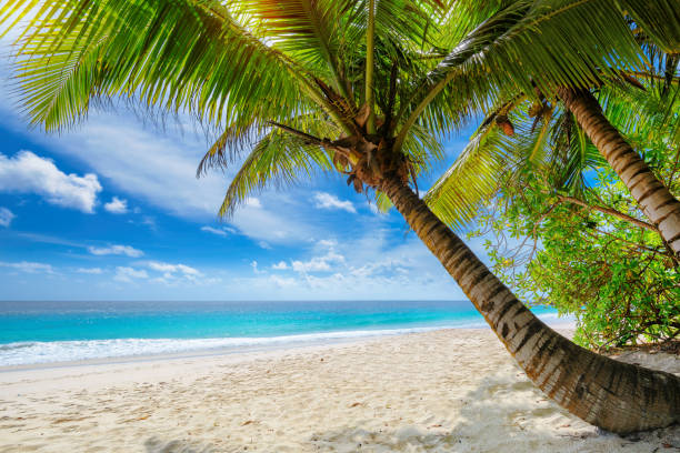 istock Sandy beach with palm and turquoise sea 1059523576