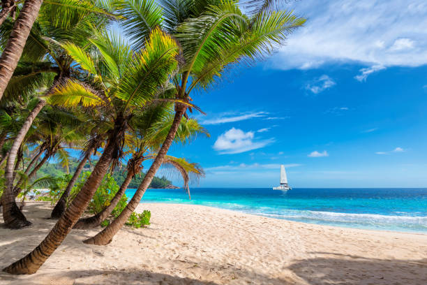 istock Exotic beach and a sailing boat in the turquoise sea 1059523578