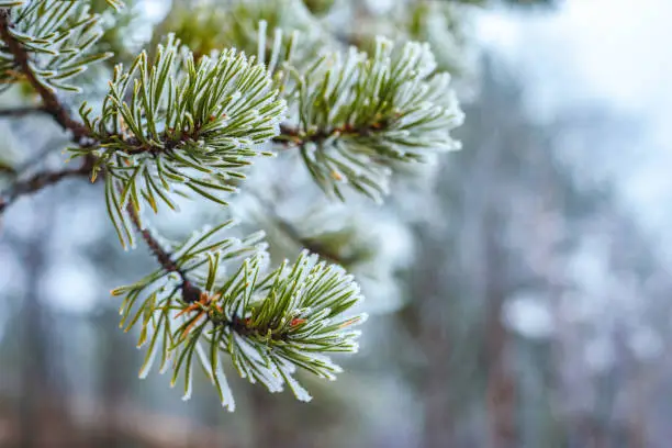 Photo of Pine green branches in hoarfrost late fall