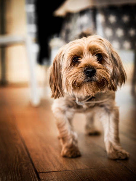 istock Cute dog on a wooden floor 1059532840