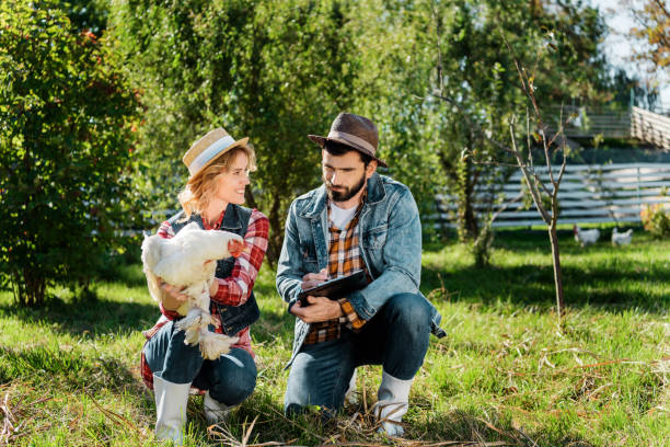 istock attractive woman holding chicken while her boyfriend making notes in clipboard at farm 1059533144