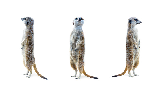 Portrait of a three meerkats standing and looking alert isolated on white background.