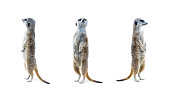 Meerkat Isolated Set
