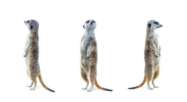 meerkat isolado conjunto - suricate - fotografias e filmes do acervo