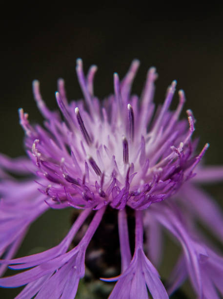 istock macro of fuchsia flower 1059535290