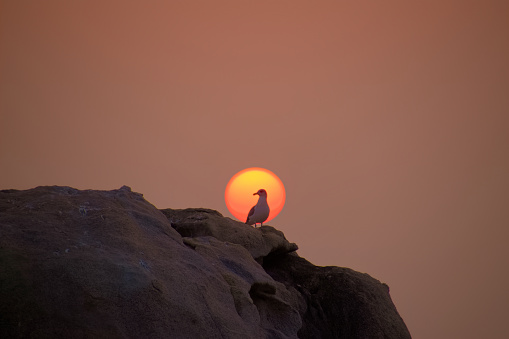 Sunrise with seagulls on rocks