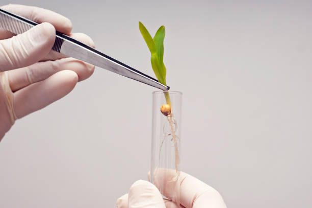 Corn seedling A lab technician holding a corn seedling with forceps and preparing to place it into a test tube genetically modified food stock pictures, royalty-free photos & images