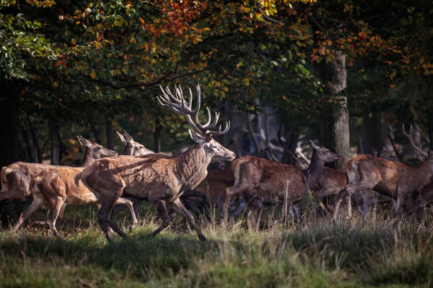 istock Group of red deer in a Danish deer park 1059543156