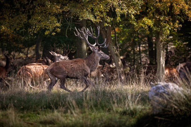 istock Group of red deer in a Danish deer park 1059543220