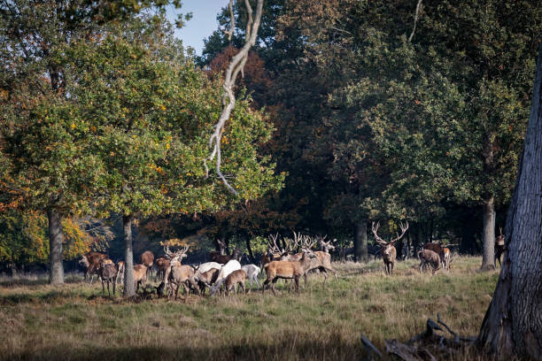 istock Group of red deer in a Danish deer park 1059543324