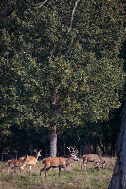 istock Group of red deer in a Danish deer park 1059543634