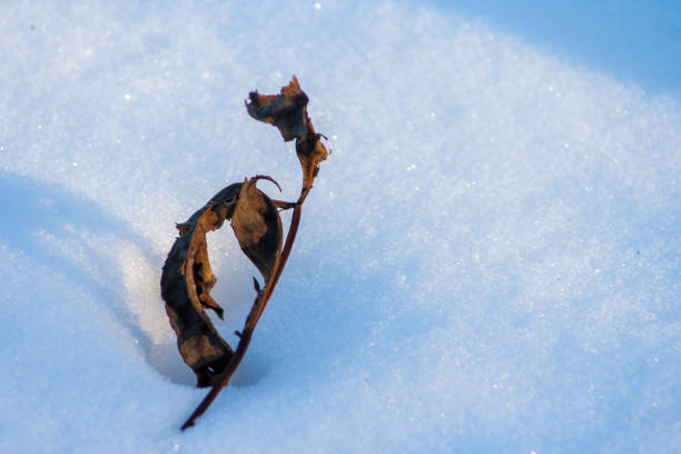 istock gray and dry leaf lying on the snow 1059546930