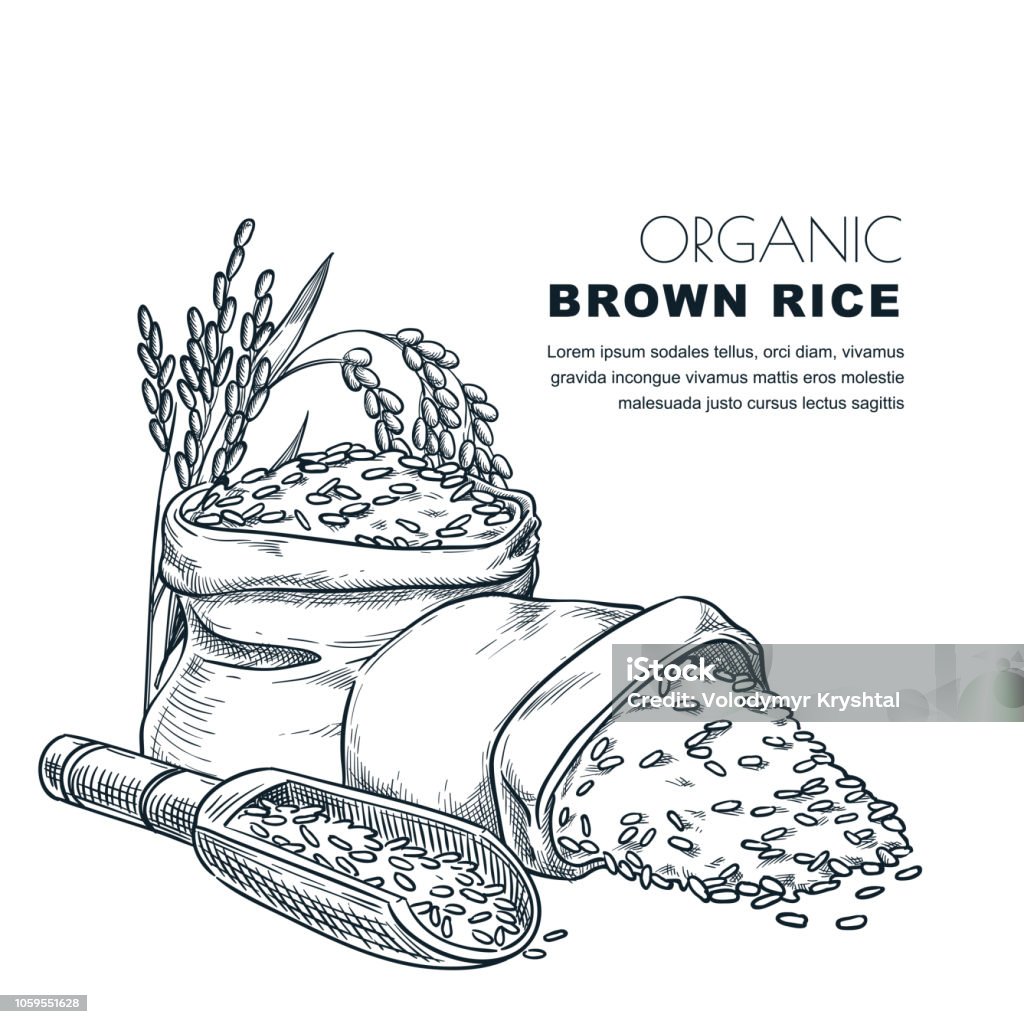 Ilustración de Plantilla De Diseño De La Etiqueta De Arroz Dibujo Ilustración De Vector De Orejas De Cereales Cuchara De Madera Y Saco Fondo Del Paquete y más Vectores Libres de Derechos Ilustración de Plantilla De Diseño De La Etiqueta De Arroz Dibujo Ilustración De Vector De Orejas De Cereales Cuchara De Madera Y Saco Fondo Del Paquete y más Vectores Libres de Derechos