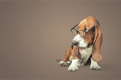 Basset Hound Using a Laptop Computer and Wearing Glasses