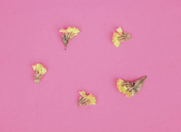istock Petals on a colourful background 1059553200