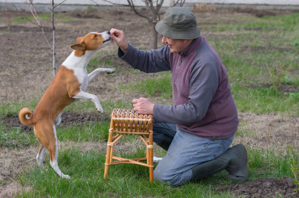 istock Man teaching cute basenji dog simple tricks 1059554830