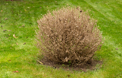 The twigs and leaves of boxwood turn yellow because of the sucking damage.