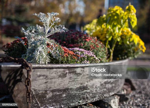 Flowers In A Flower Box Stock Photo - Download Image Now - Window Box, Chrysanthemum, Autumn