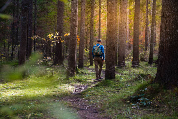 istock Young Adult Man Hiking In Beautiful Forest 1059556424