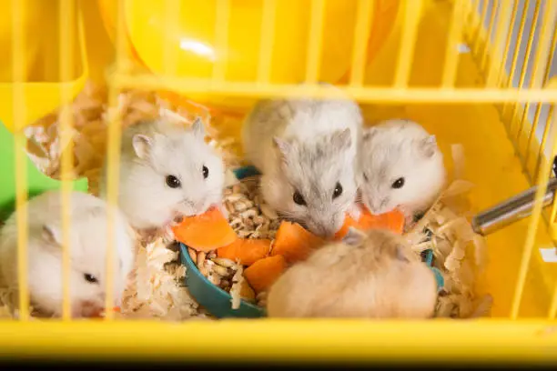 Photo of family of hamsters gathered around a plate in a cage and eating a carrot