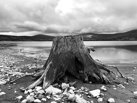 Exposed tree stump on the shores of Blessington Lake during summer drought of 2018