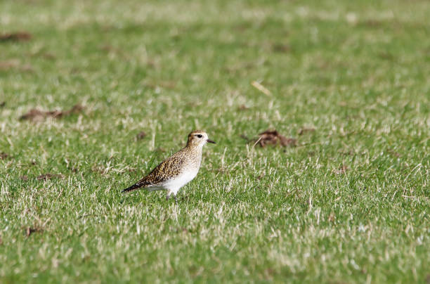 冬羽のムナグロ (ヘマトコッカス apricarius) - golden plover ストックフォトと画像